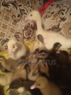 All Breads of Ducklings
