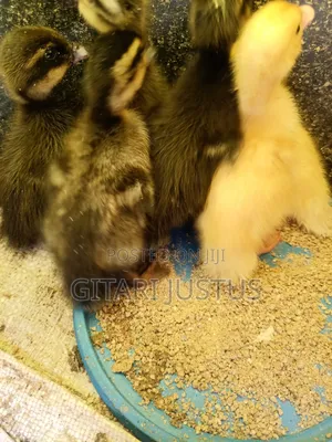 All Breads of Ducklings