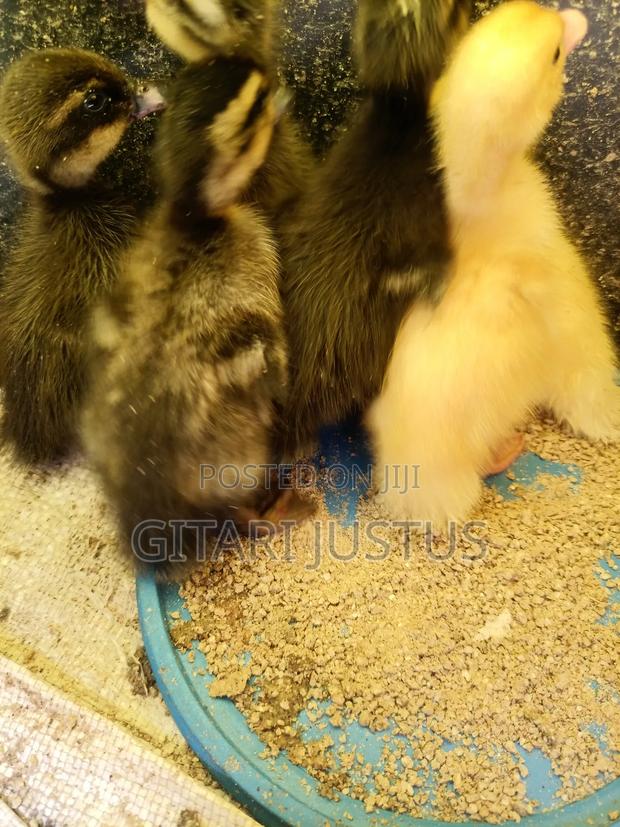 All Breads of Ducklings - thumbnail 4