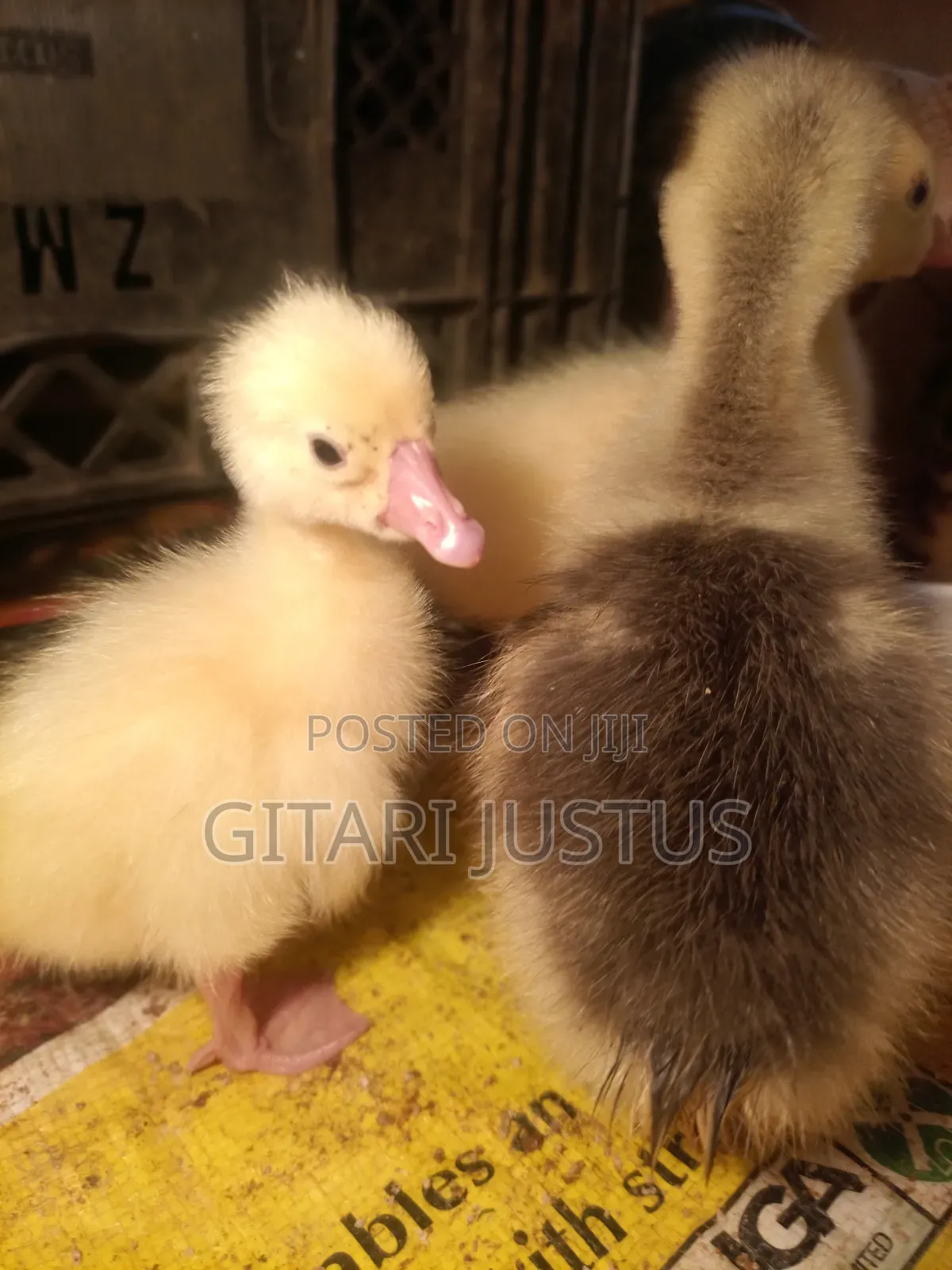 All Breads of Ducklings