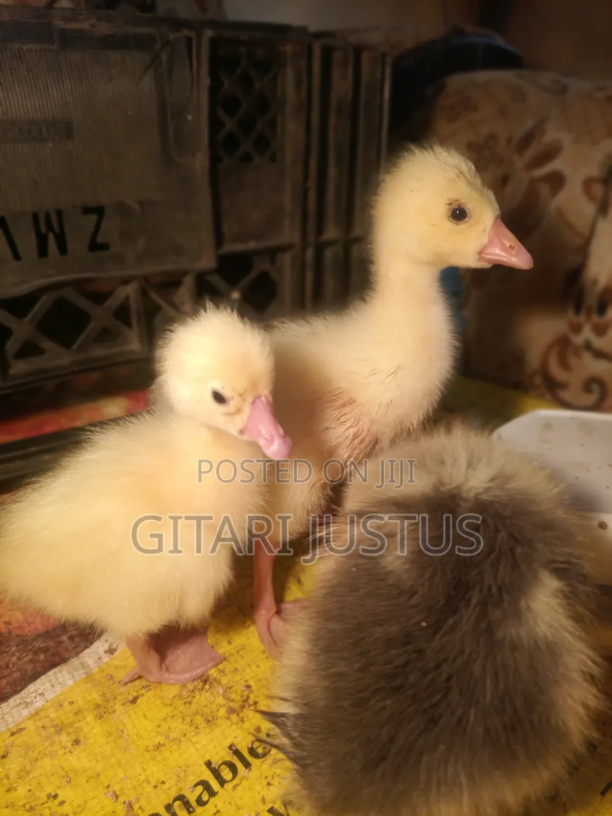All Breads of Ducklings