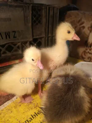 All Breads of Ducklings