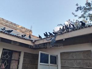 Dovers Pigions Pair - thumbnail 2