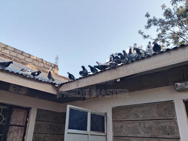 Dovers Pigions Pair - thumbnail 3