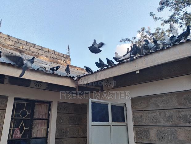 Dovers Pigions Pair - thumbnail 4