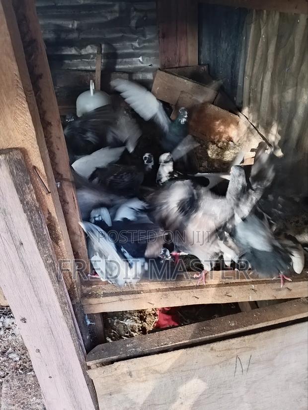 Dovers Pigions Pair - thumbnail 5