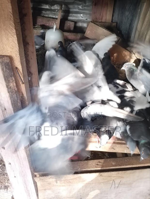 Dovers Pigions Pair - thumbnail 6