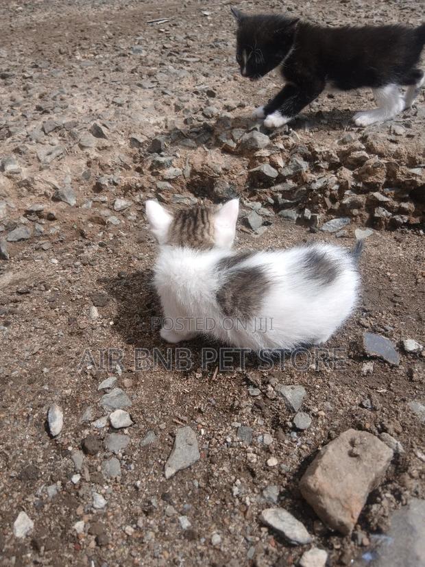 0-1 month Male Mixed Breed American Curl
