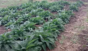 Comfrey Russian Cuttings Cultivator Boking 14 for Livestock
