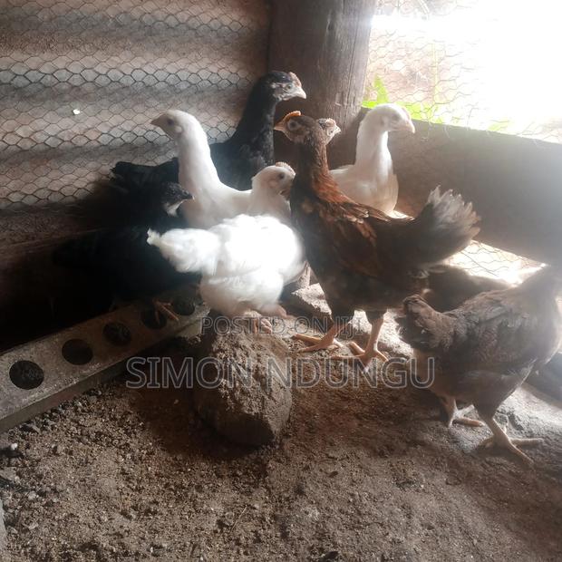 Kienyenji Chicken