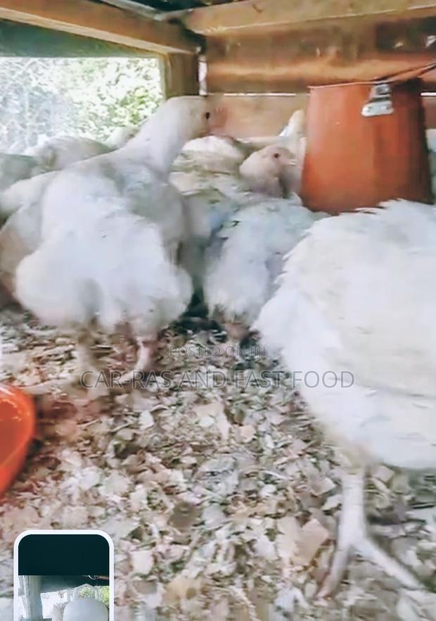 Broiler Chicken - main view