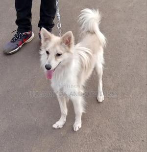 3-6 months Male Purebred Japanese Spitz