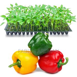 Pilipili Hoho Seedlings - main view