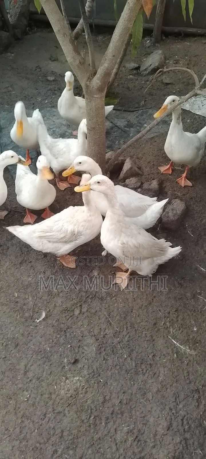Jumbo Pekin