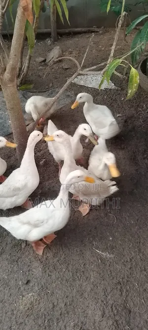 Jumbo Pekin