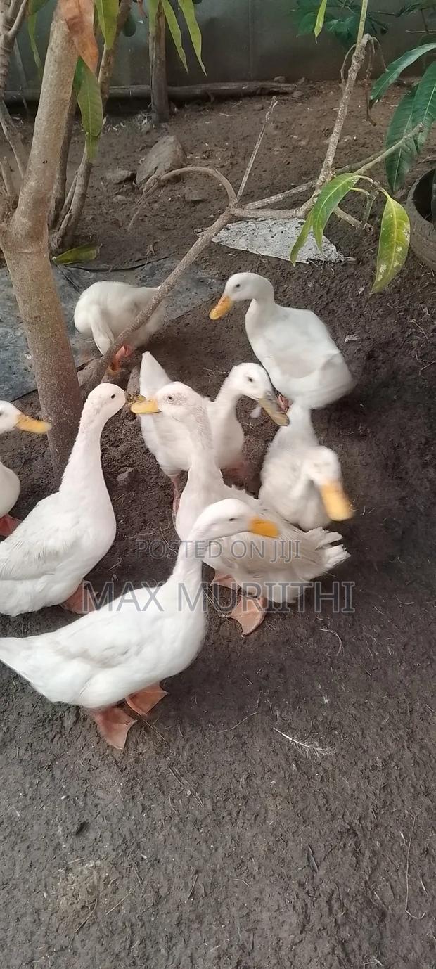 Jumbo Pekin - thumbnail 2