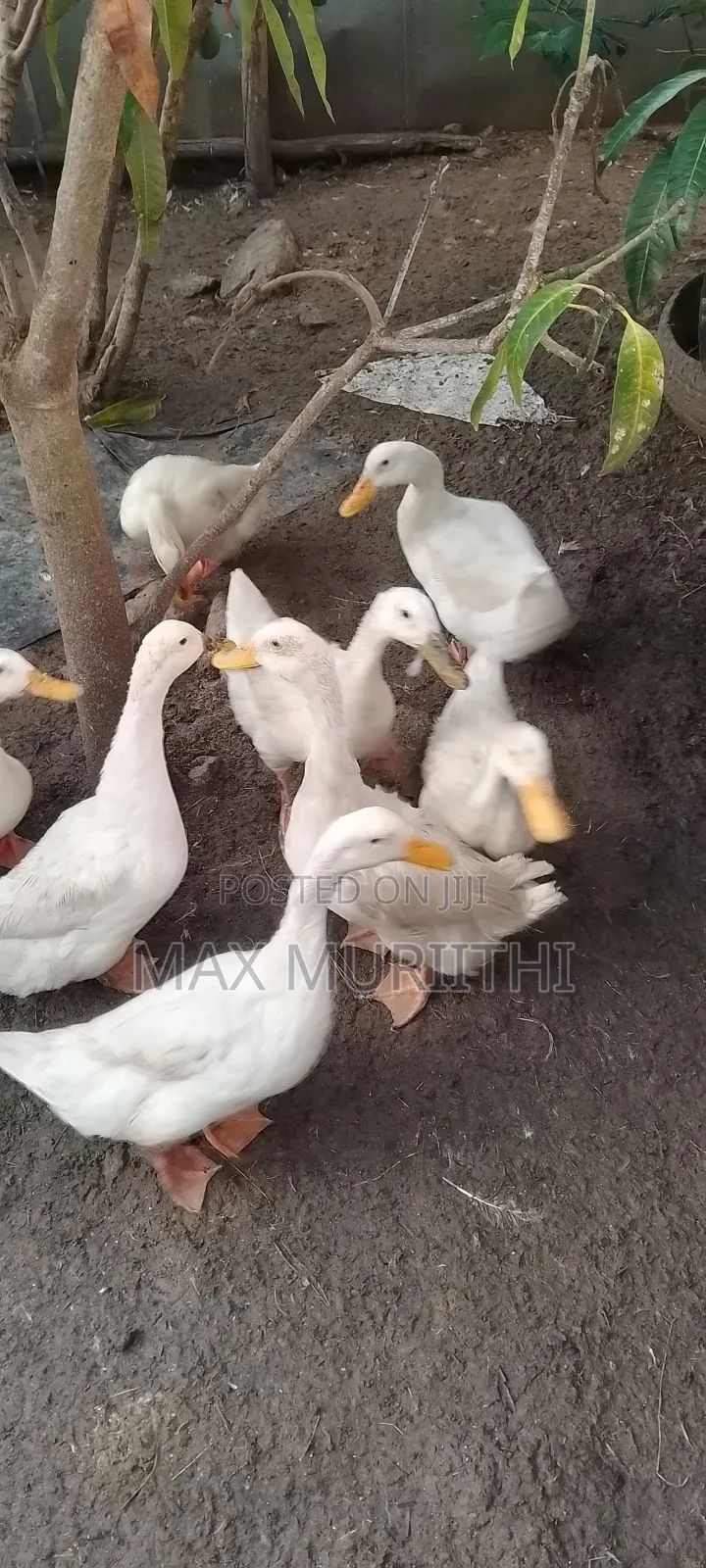 Jumbo Pekin
