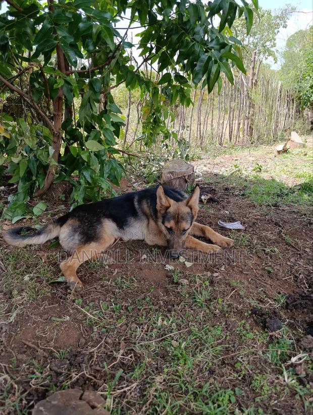 6-12 months Male Purebred German Shepherd - main view