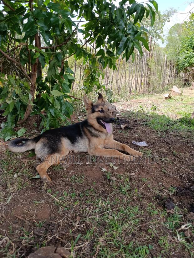 6-12 months Male Purebred German Shepherd - thumbnail 2