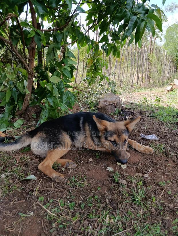 6-12 months Male Purebred German Shepherd - thumbnail 3