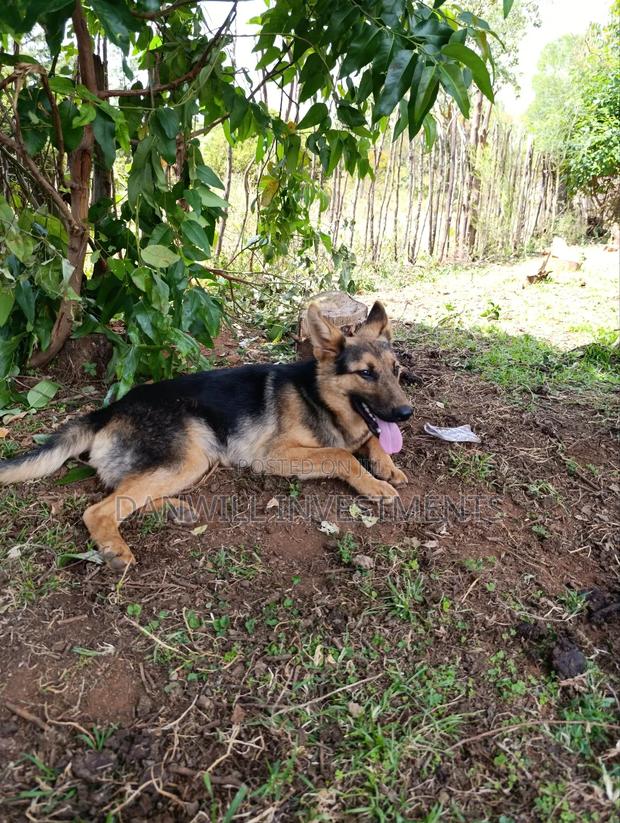 6-12 months Male Purebred German Shepherd - thumbnail 4