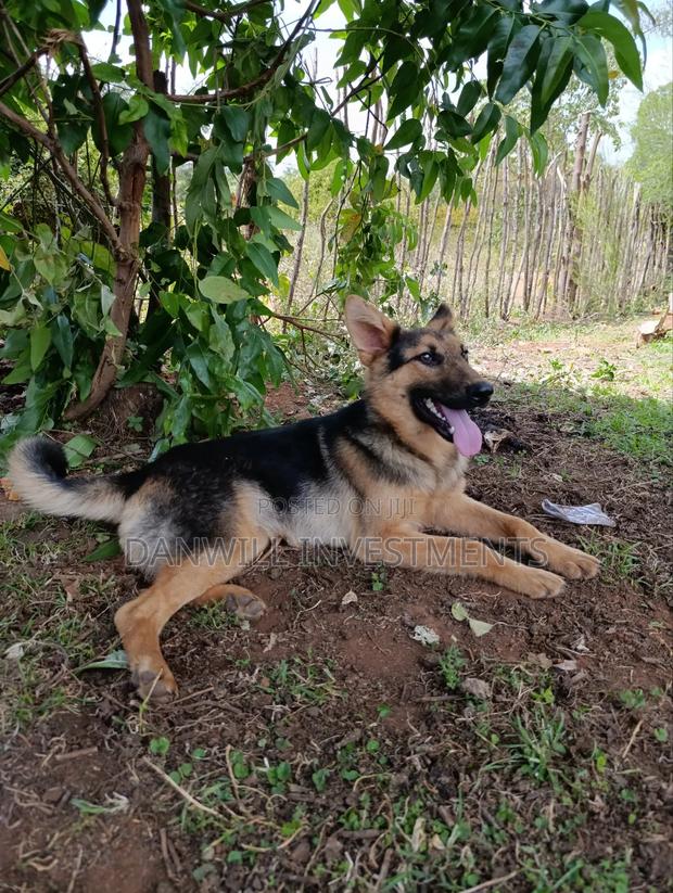 6-12 months Male Purebred German Shepherd - thumbnail 5