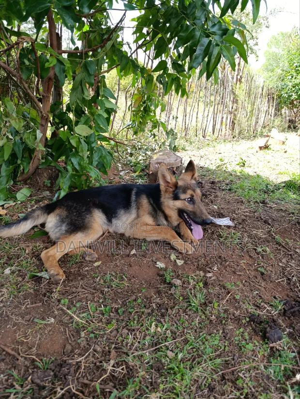 6-12 months Male Purebred German Shepherd - thumbnail 6