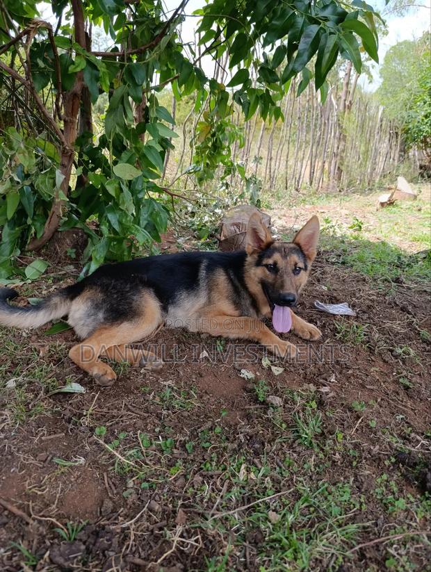 6-12 months Male Purebred German Shepherd - thumbnail 7