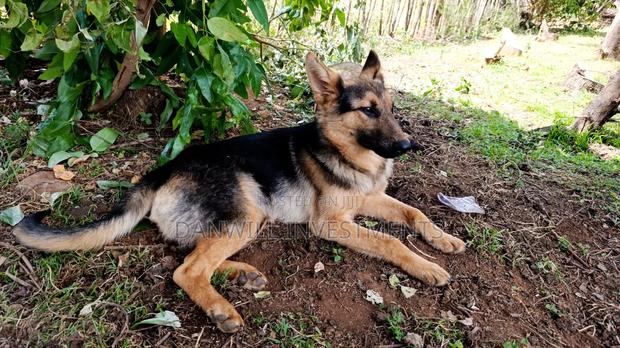 6-12 months Male Purebred German Shepherd - thumbnail 8