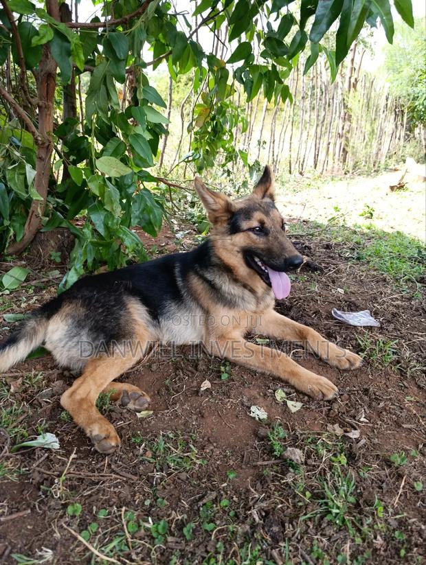 6-12 months Male Purebred German Shepherd - thumbnail 9