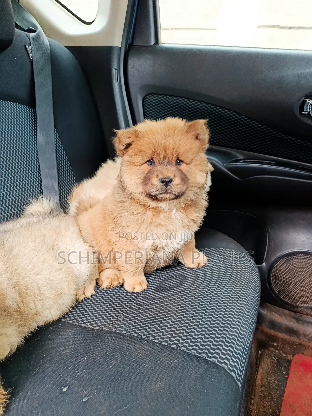 1-3 months Male Purebred Chow Chow
