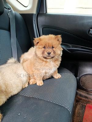 1-3 months Male Purebred Chow Chow - thumbnail 2