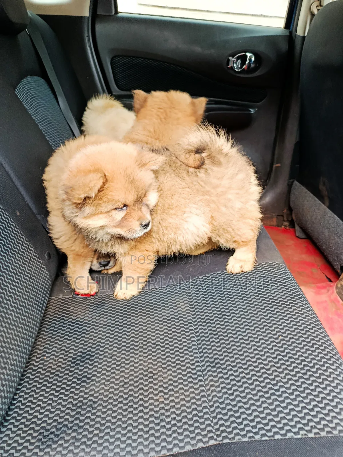 1-3 months Male Purebred Chow Chow