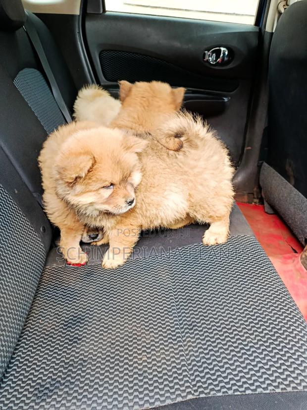 1-3 months Male Purebred Chow Chow - thumbnail 3