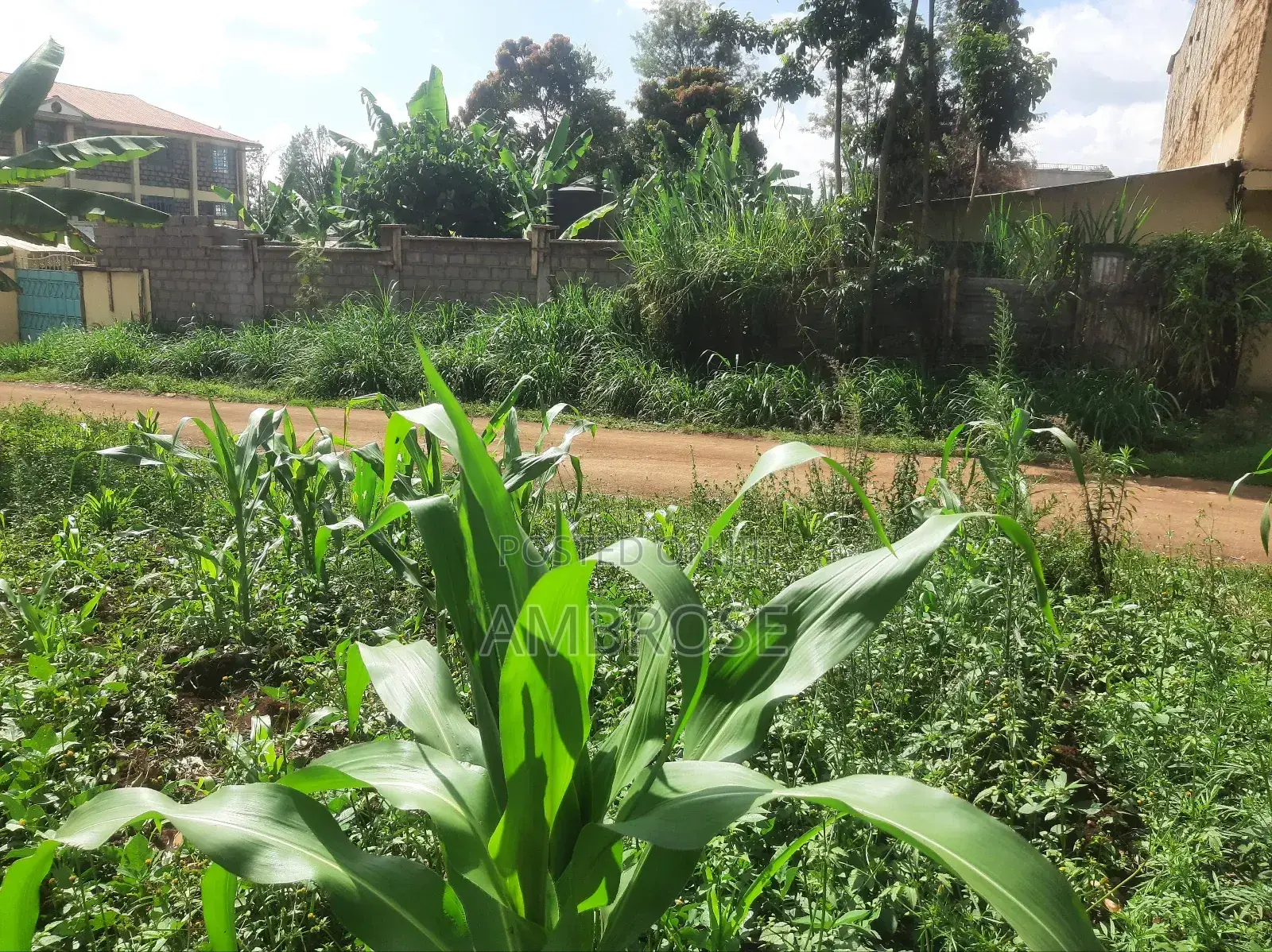 50*100 Prime Land in Gakwegori, Embu