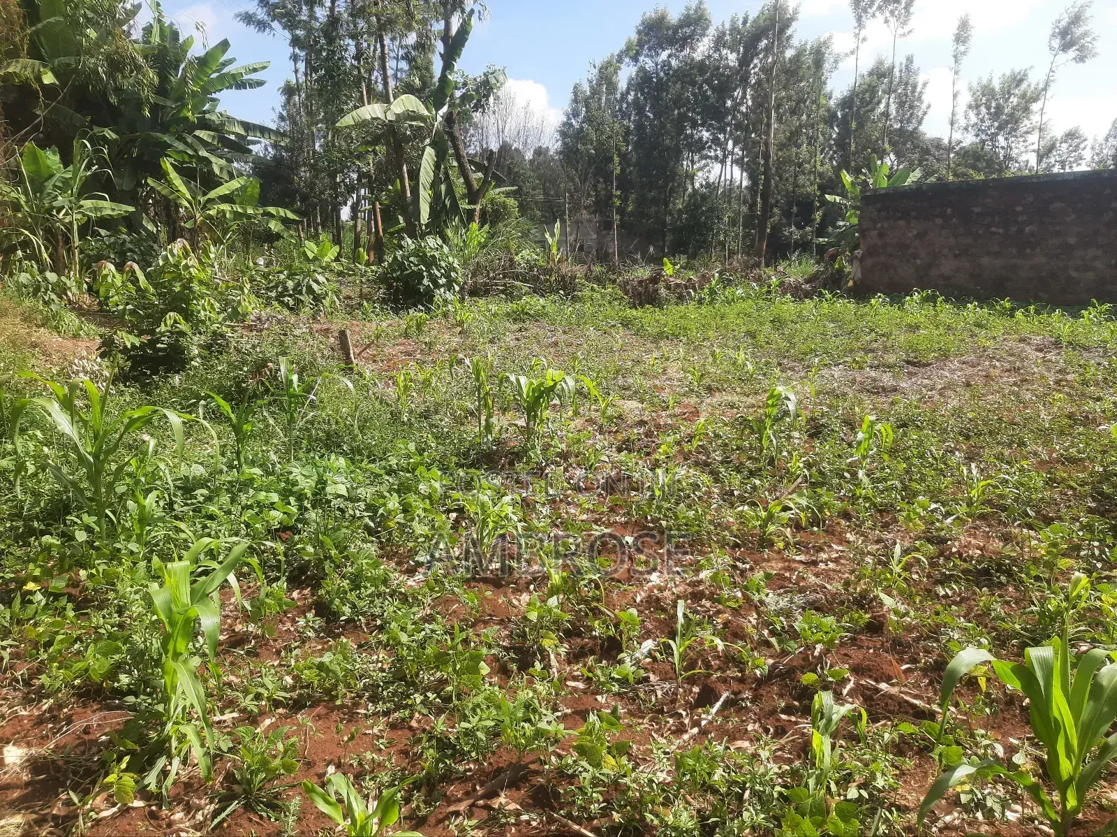50*100 Prime Land in Gakwegori, Embu