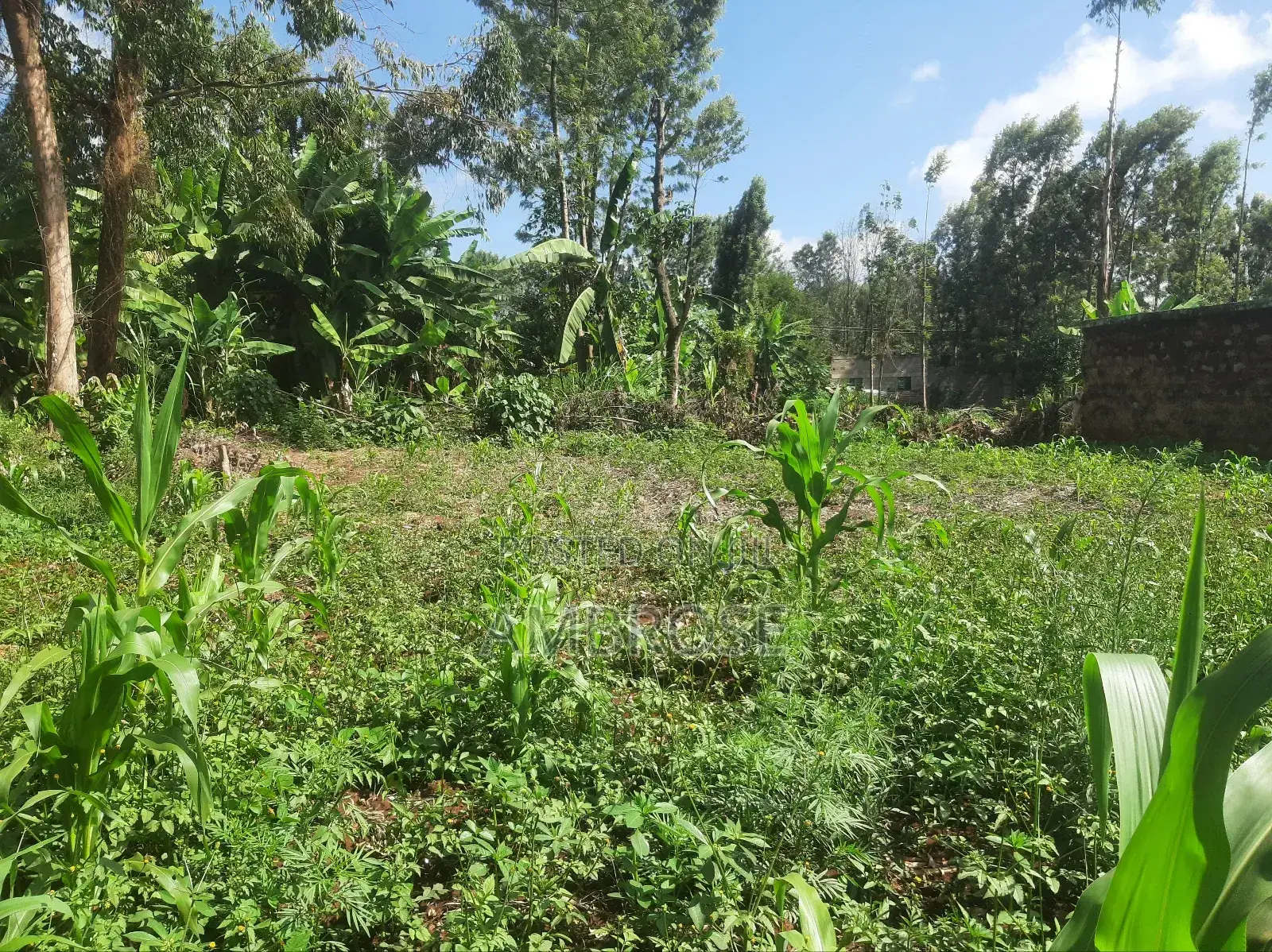 50*100 Prime Land in Gakwegori, Embu