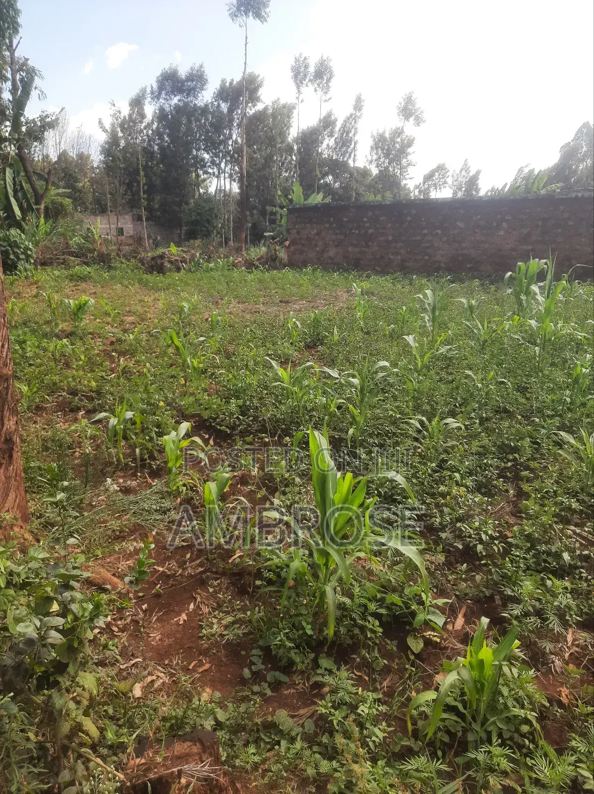 50*100 Prime Land in Gakwegori, Embu