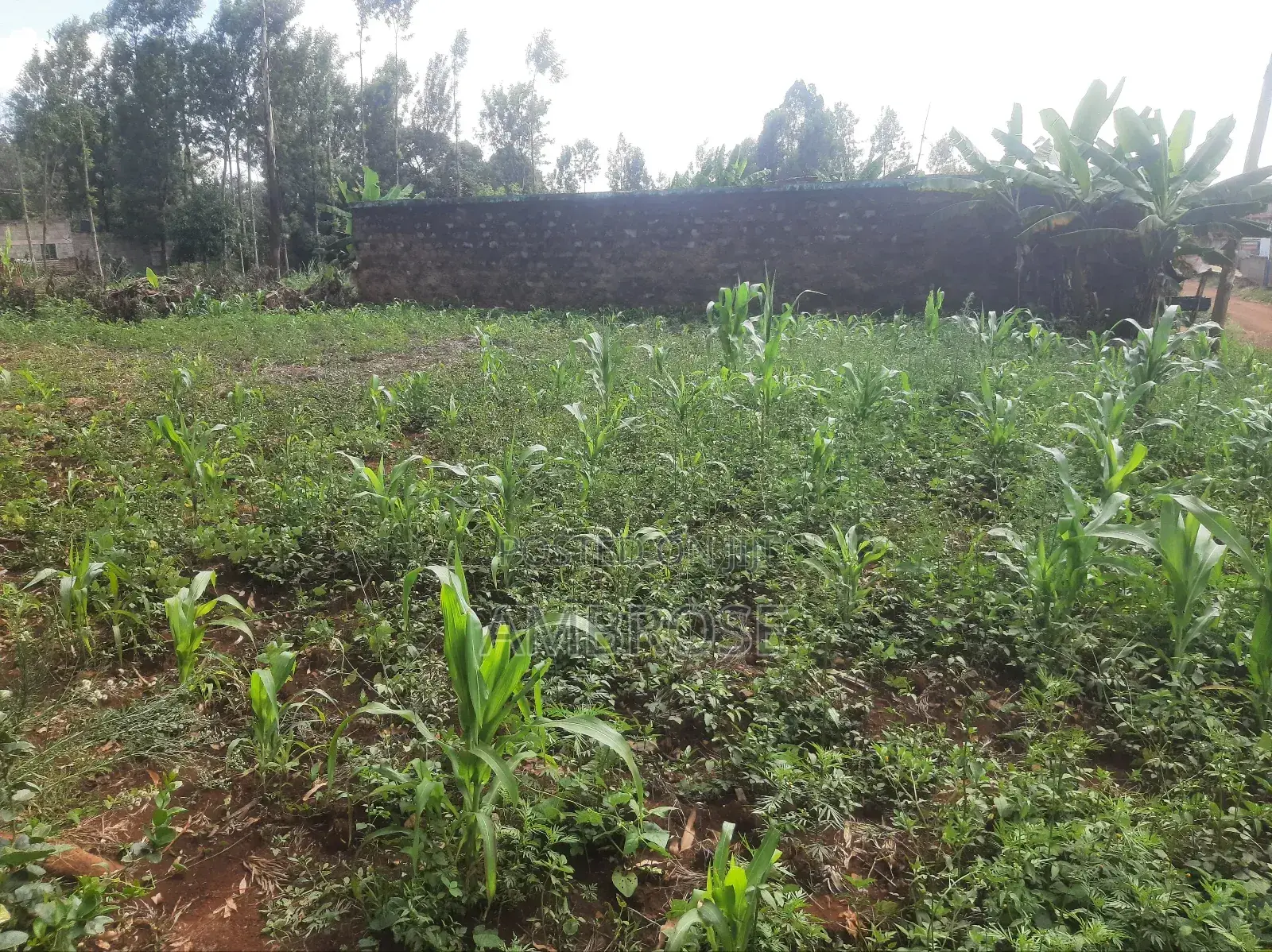 50*100 Prime Land in Gakwegori, Embu