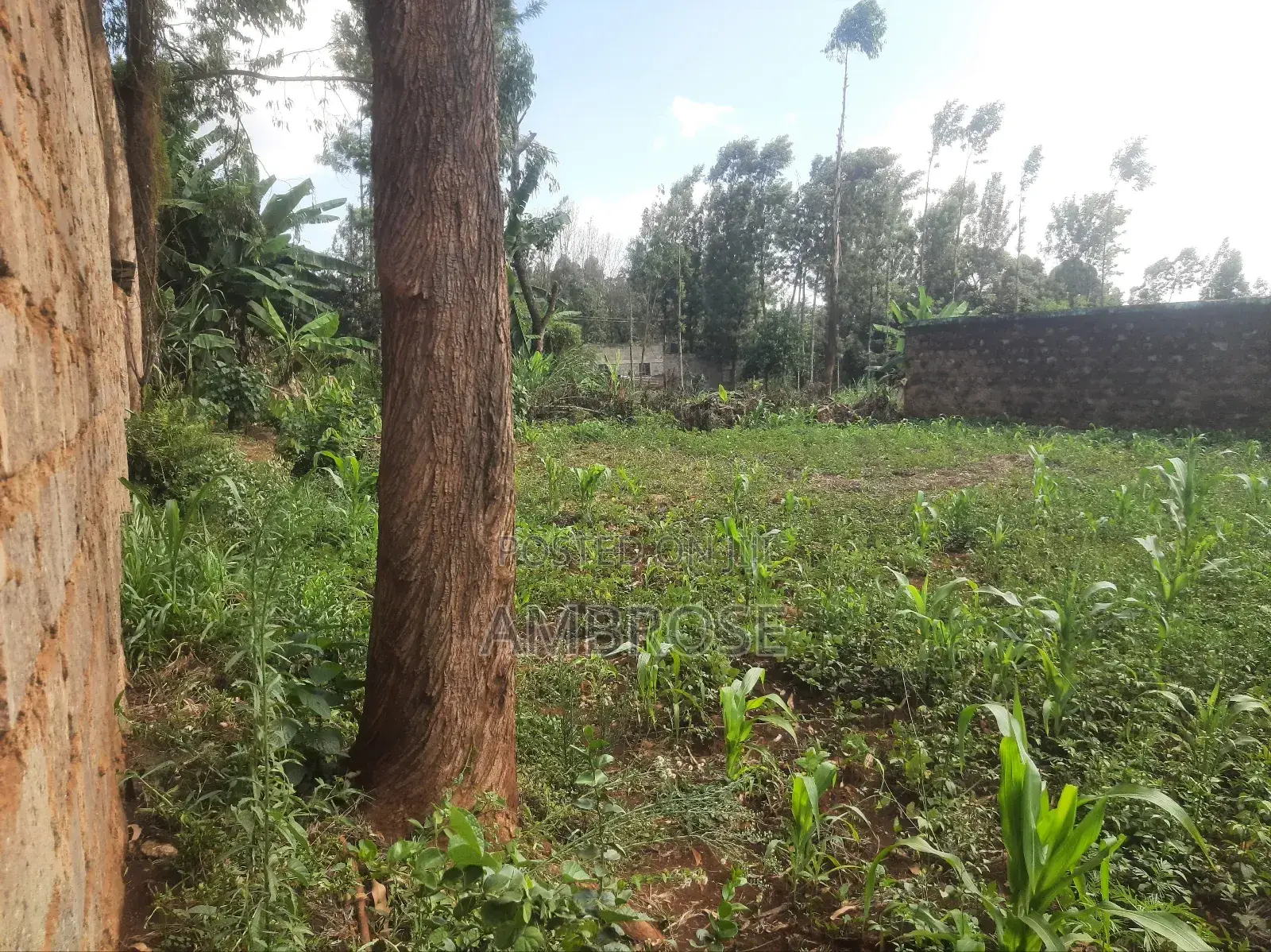 50*100 Prime Land in Gakwegori, Embu