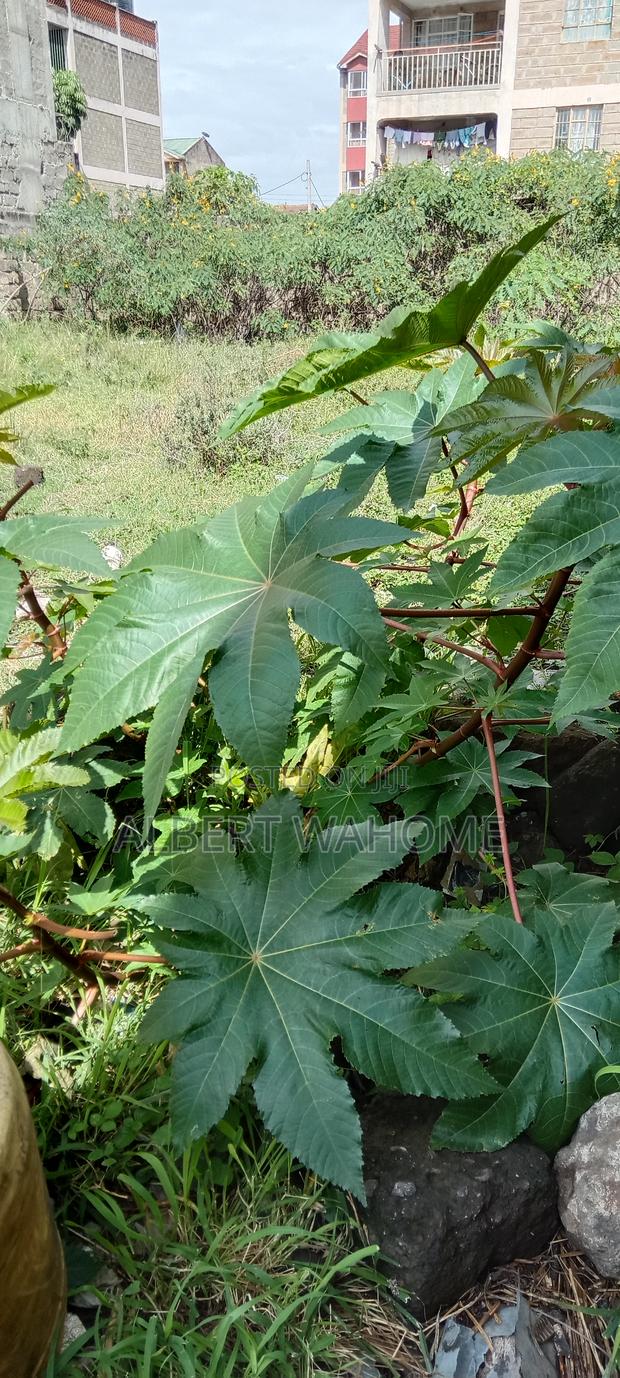 Land for Sale - thumbnail 3