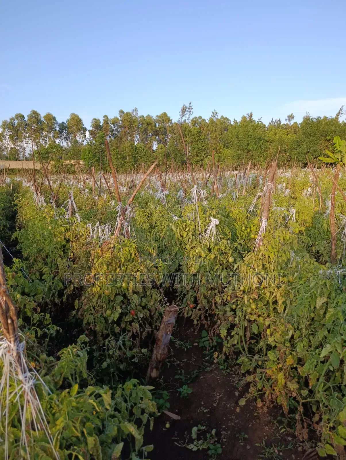 2 Acres for Sale in Kutus,Kirinyaga County.