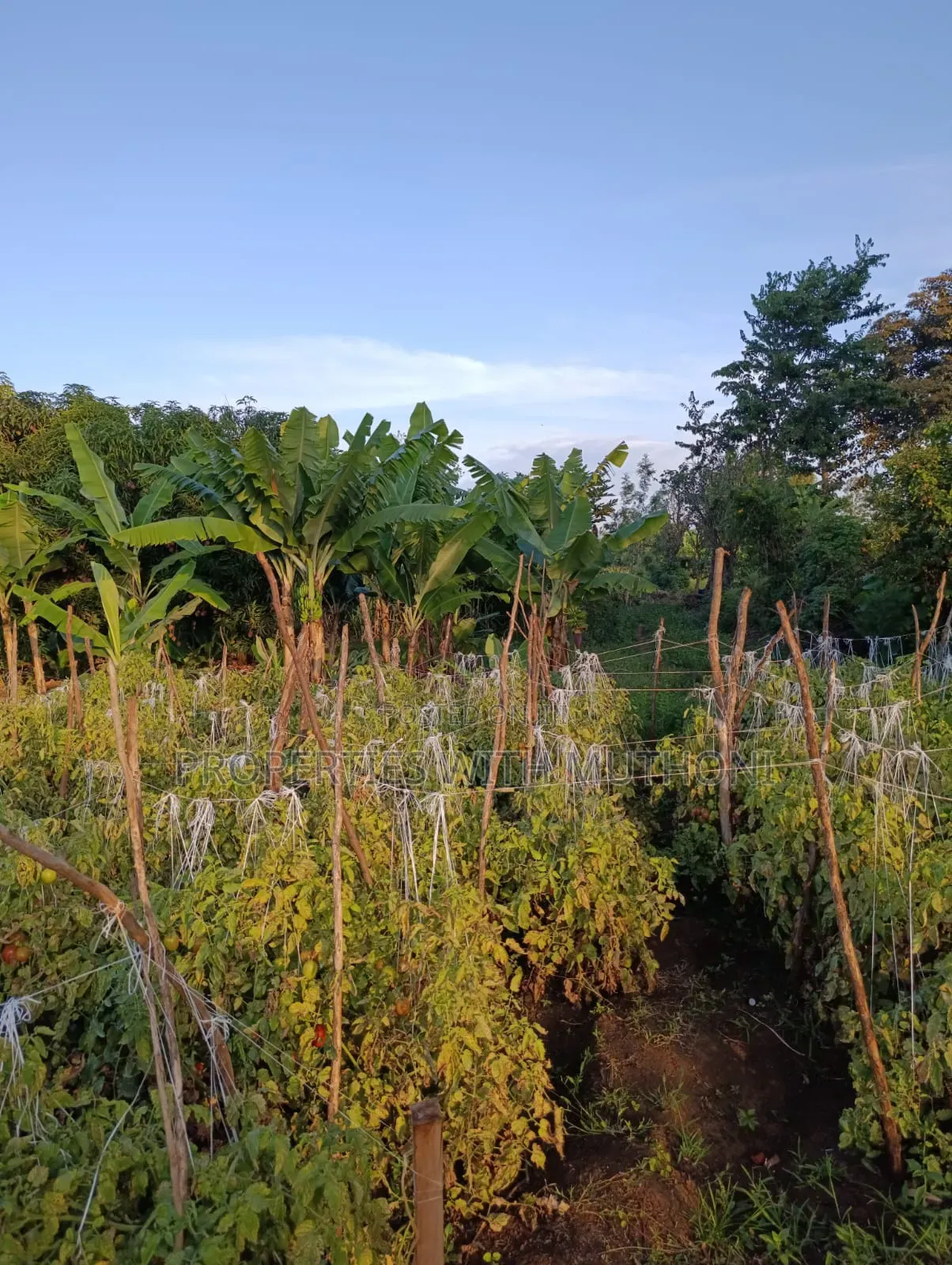 2 Acres for Sale in Kutus,Kirinyaga County.