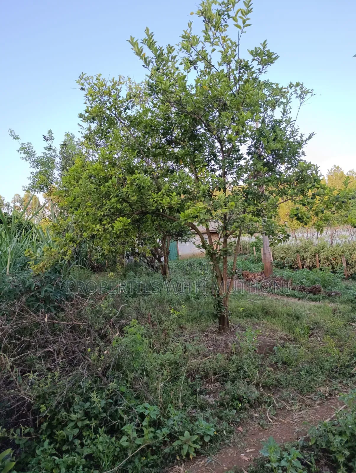 2 Acres for Sale in Kutus,Kirinyaga County.