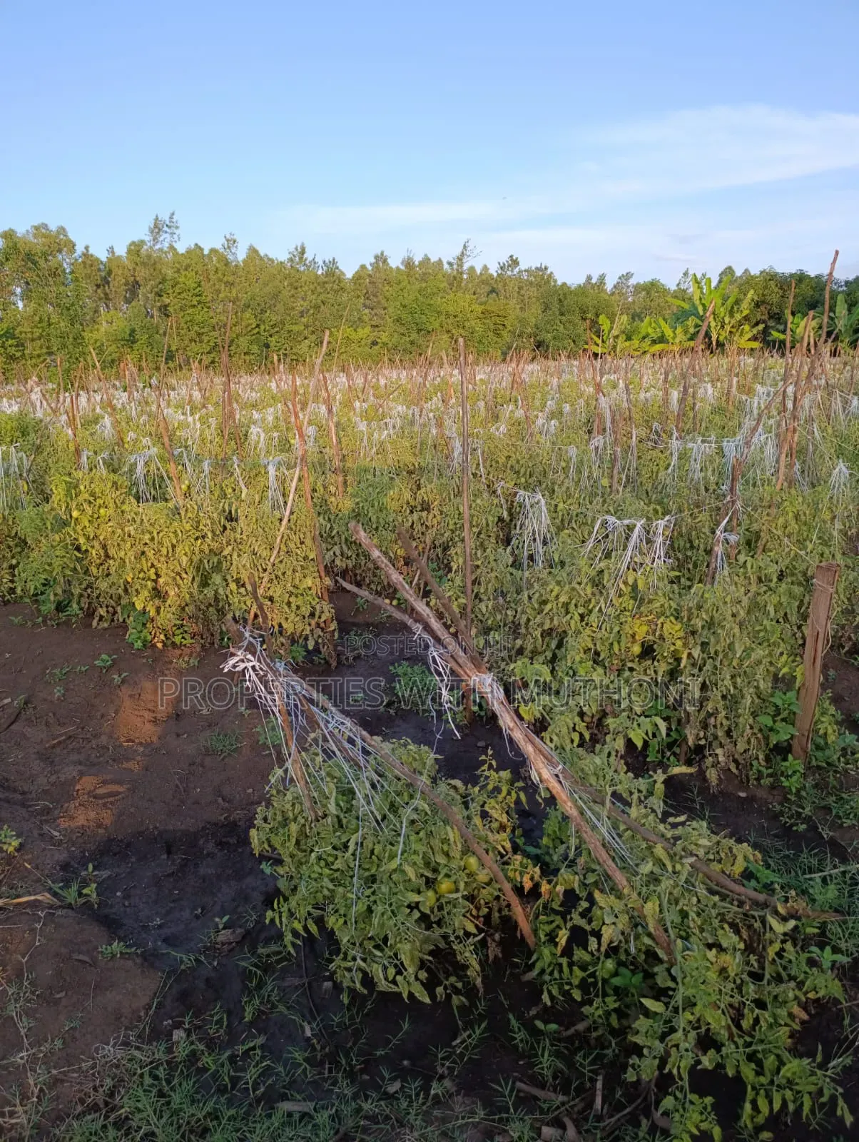 2 Acres for Sale in Kutus,Kirinyaga County.