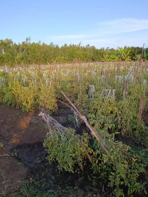 2 Acres for Sale in Kutus,Kirinyaga County.
