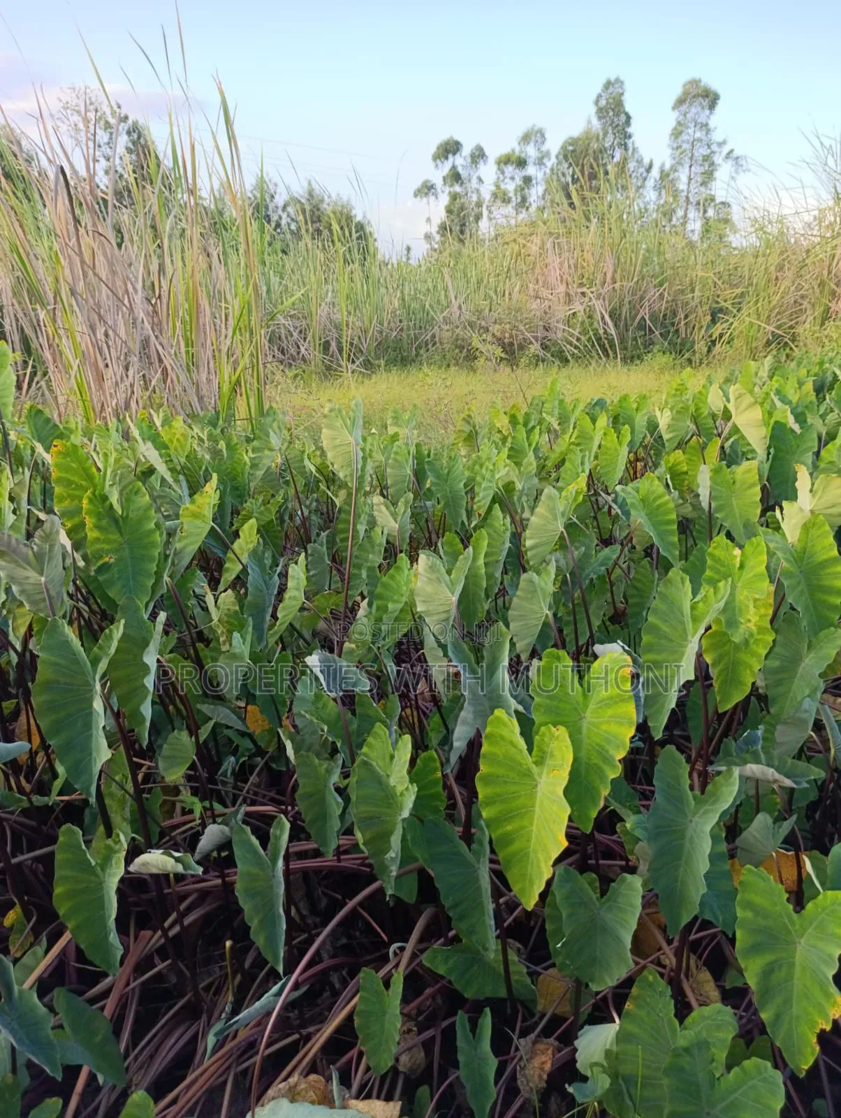 2 Acres for Sale in Kutus,Kirinyaga County.