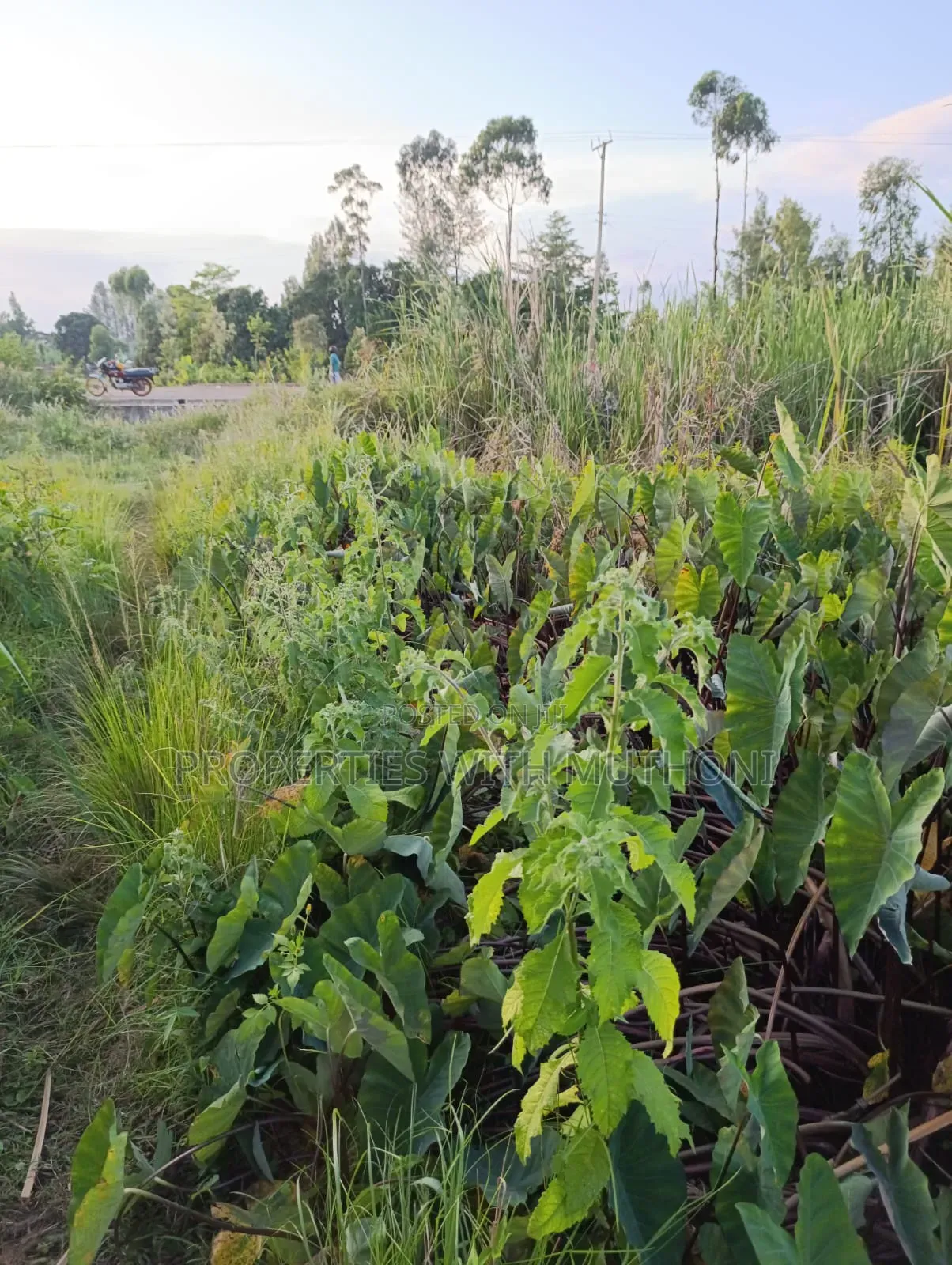 2 Acres for Sale in Kutus,Kirinyaga County.