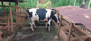 Friesian Cow - main view