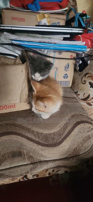 1-3 months Male Mixed Breed Short hair domestic